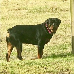 Meet your Posher, Ella